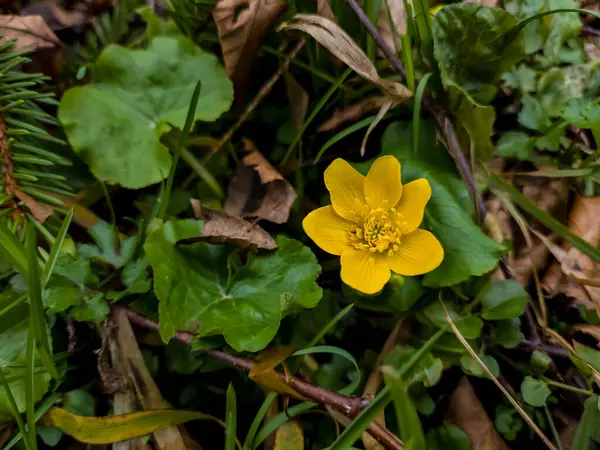 Žlutý Květ Lese Jaře Slunečného Dne — Stock fotografie
