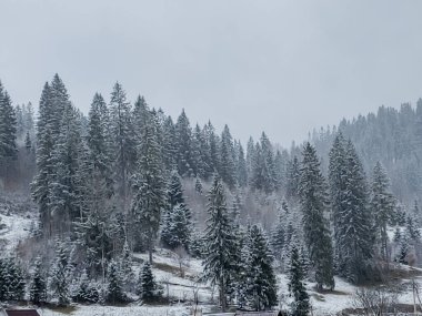 Karlı dağ kış manzarası. Dağlardaki köknar ağaçları ve çam ormanları