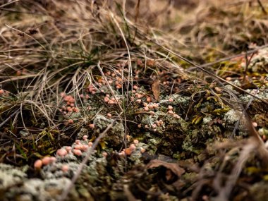 Sonbahar günü ormandaki yosunları kapatın.