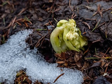Bahçede tek bir kar.