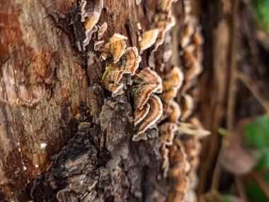 Bir ağaç gövdesinin yakın çekimi.