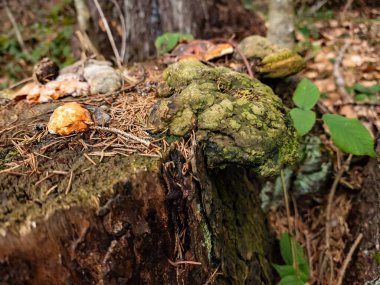 Ormandaki bir ormanda mantar