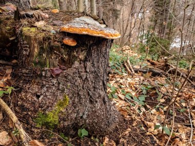 Ormandaki ağaç gövdesinde mantar.