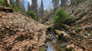 Ormanda küçük bir dere..
