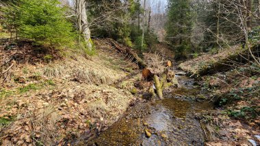 İlkbaharda deresi olan bir nehir