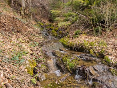 Dağ ormanında küçük bir dere.
