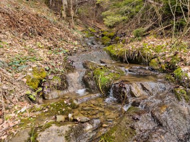 Ormandaki dere, bahar