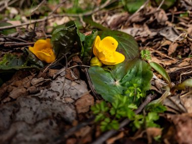 Ormandaki yeşil çimlerin üzerinde sarı çiçek