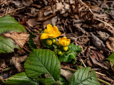 beautiful yellow flower in the garden, close up view