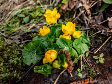 Ormanda bahar çiçekleri