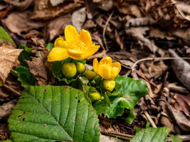 Ormanda çiçek açan güzel çiçeklere yakın.