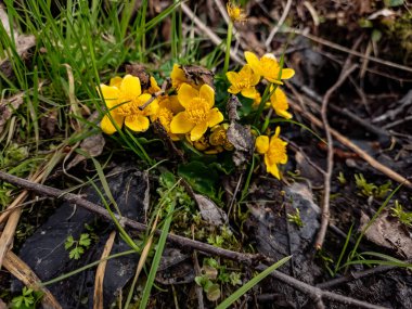 Ormanda güzel çiçekler
