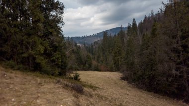 Dağlardaki bir ormanın güzel bir görüntüsü