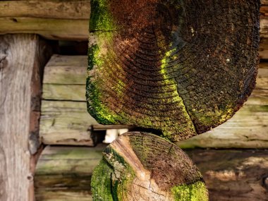 Ahşap doku arka plan, doğal desen, ahşap doku