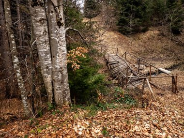 bir orman içinde ahşap köprü