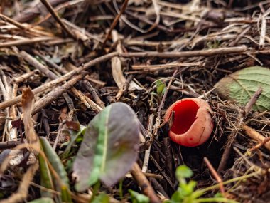 Ormanda kırmızı mantar