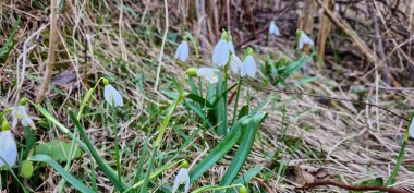 Ormanda kar damlası, ilk bahar çiçeği..