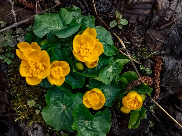 Lkbaharda Ormanda Yetişen Güzel Sarı Çiçekler — Stok fotoğraf