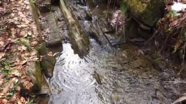 Ormanın içinden akan dere