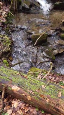 Sonbaharda ormanda yeşil yosunlu şelale