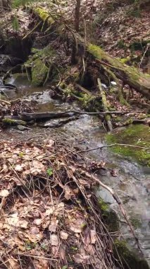 Ormandaki nehrin güzel bir görüntüsü