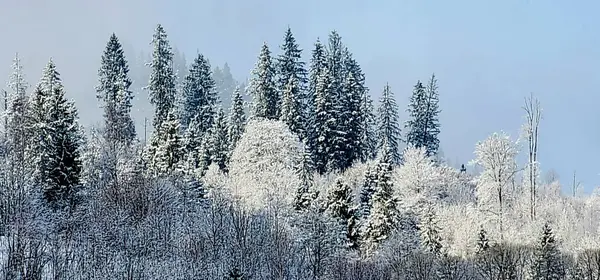Stromy Zimním Lese Pokryté Mrazem — Stock fotografie