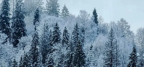 Zimní Krajina Hor Lesů Pokryté Sněhem Večerních Hodinách — Stock fotografie