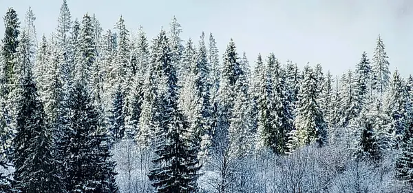 Zimní Sníh Zakryté Stromy Lese — Stock fotografie