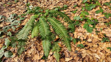 Yeşil yapraklı sonbahar ormanı