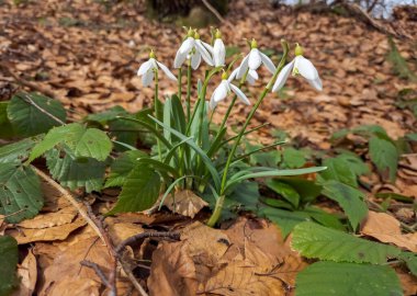 Bahçedeki güzel çiçekler