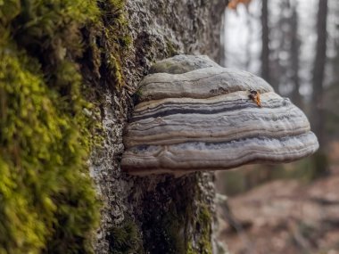 Ormanda beyaz bir mantara yaklaş.