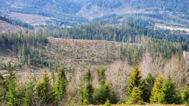 Yeşil çam ağaçları ve arka planda bir dağ..