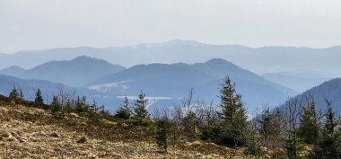 Dağlardaki bir ormanın güzel bir görüntüsü