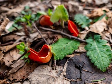 Ormanda kırmızı mantar