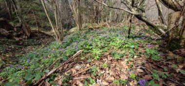 Ormanın güzel manzarası