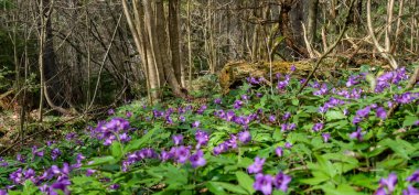 Ormanda bahar çiçekleri
