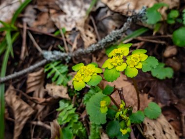 Bahçedeki güzel çiçekler
