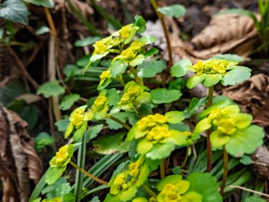 Yakın plan - arka planda bulanık bir çayır üzerinde sarı çiçeklerin olduğu.