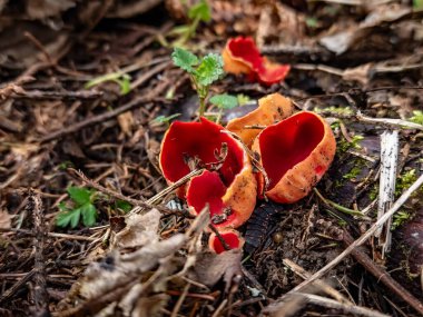 Ormanda kırmızı mantarlar