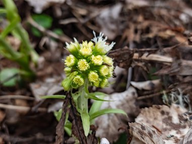 Ormanda beyaz bahar çiçekleri