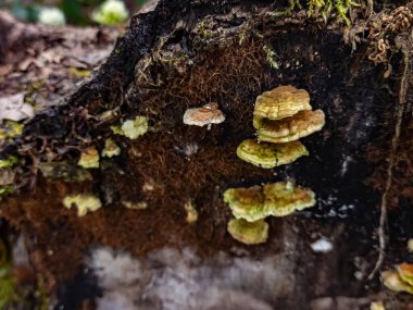 Ağacın kabuğunda büyüyen mantar ve yosun.