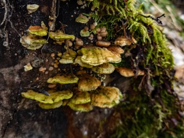 Sonbaharda ağaçta mantarlar