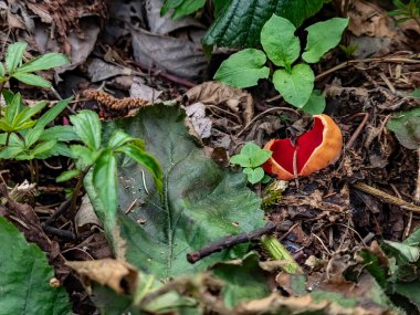 Bahçede kırmızı ve sarı çiçekler