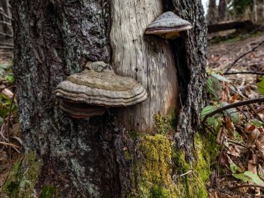 Çam ağacında mantar