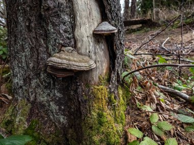 Düşen yaprakların arasında bir kütükte büyük bir mantar yetişiyor..