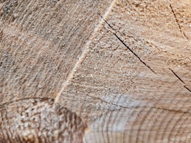 Ahşap doku. doğal arka plan.