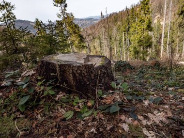 Yüksek bir dağdaki ormandaki bir ağaç.