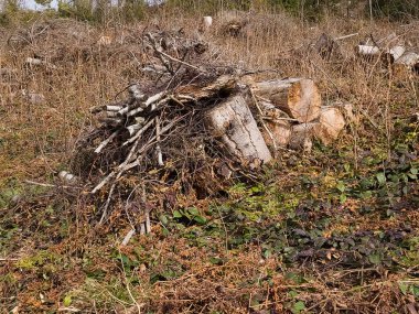 Bir odun yığını üzerinde kurumuş ot yığını