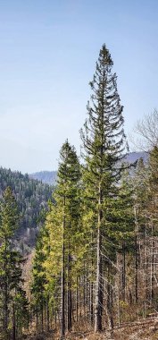 Bahar mevsiminde ormandaki yeşil ağaçların güzel bir görüntüsü.