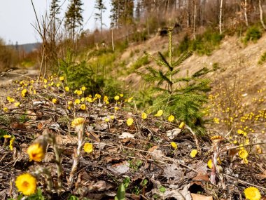 Baharda sarı çiçekler